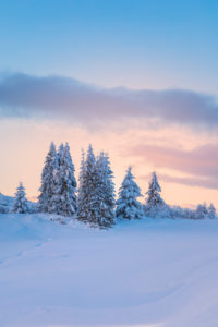 snow-covered fir trees at dusk, plateau of pralongia†, Corvara in Badia, Badia valley, South Tyrol, Italy, Europe snow-covered fir trees at dusk, plateau of pralongia†, Corvara in Badia, Badia valley, South Tyrol, Italy, Europe